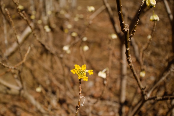 黄色いミツマタの花。