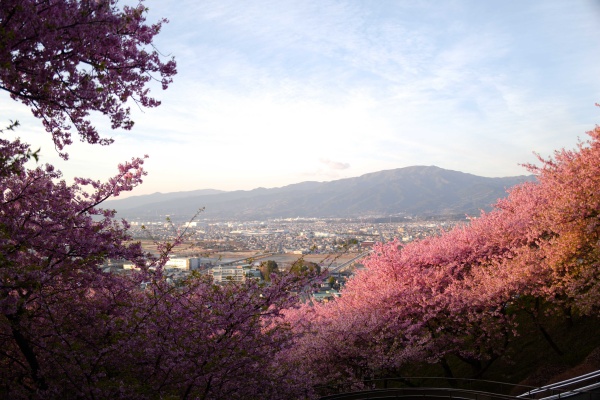 桜の構図が美しい西平畑公園からの景色。
