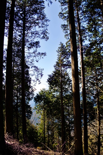 杉林の山道をハイキング