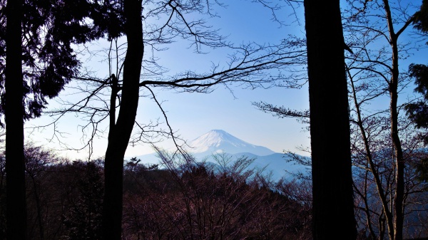 林の中から富士山。