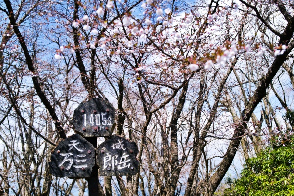万三郎岳は桜が咲いて良い感じ(^_^)