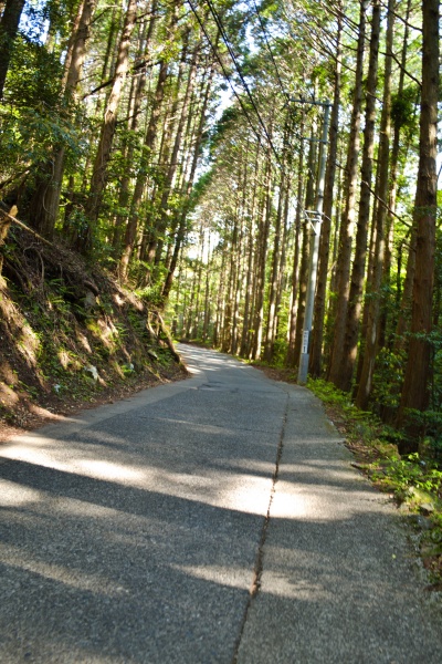 歩きやすい細野高原への道。