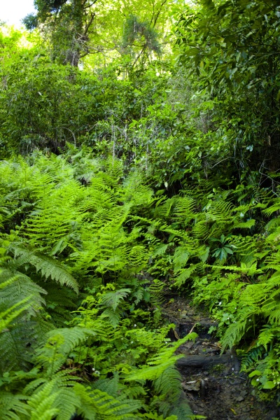 ジャングルっぽい下山道