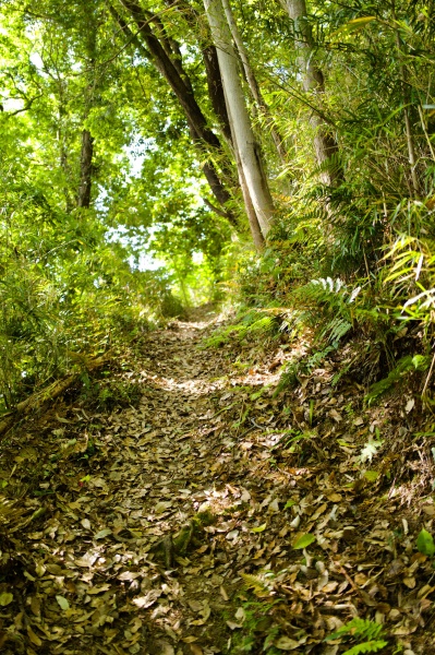 竹林の登山道。