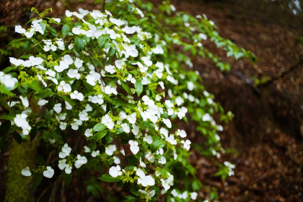 綺麗な白い花
