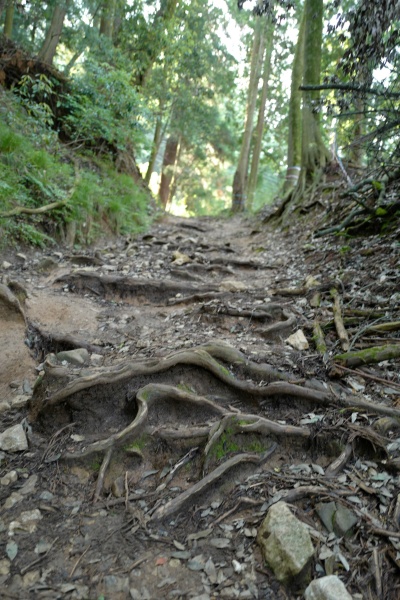 木の根と石で滑りやすい。慎重に。