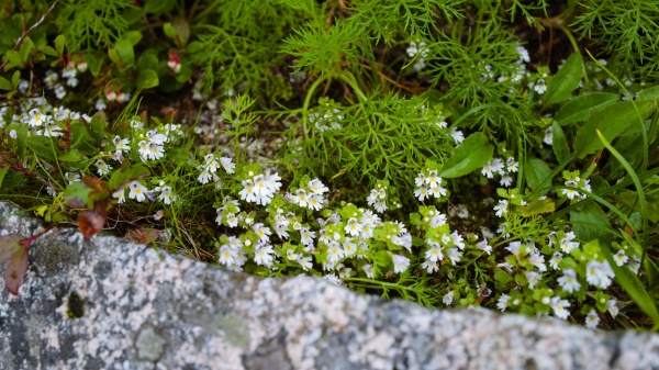 足元に小さな白い花