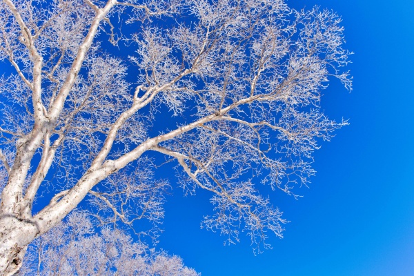 青空に樹氷が映えます。