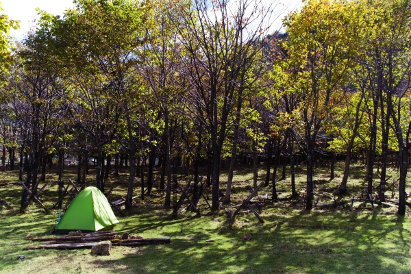 木陰にテントを設営。