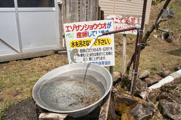 北海道で水場は貴重です！