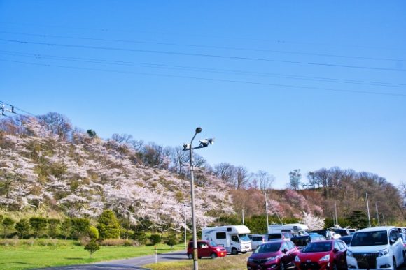 駐車場からも満開の桜！