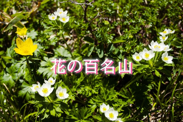 花の百名山を都道府県別に一覧化 北海道 関東 関西 九州etc