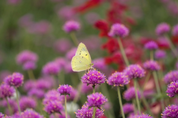 黄色い蝶々とピンクの花
