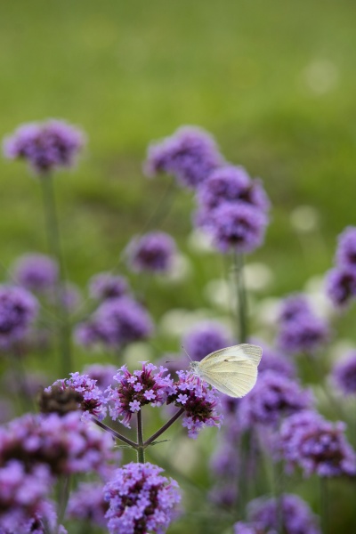白い蝶々と紫色の花