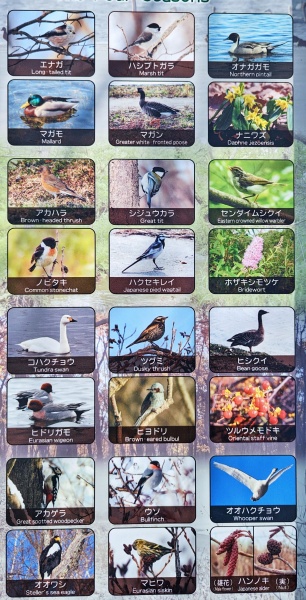 ウトナイ湖のサンクチュアリで見られる野鳥一覧。