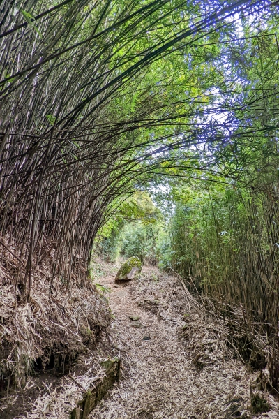 背丈の高い竹林の道
