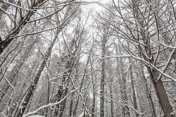 雪がたくさんついた木。低山でもスノーハイクは楽しい