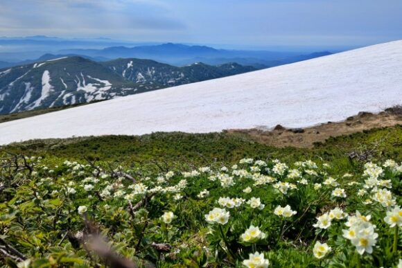 ハクサンイチゲが満開でした
