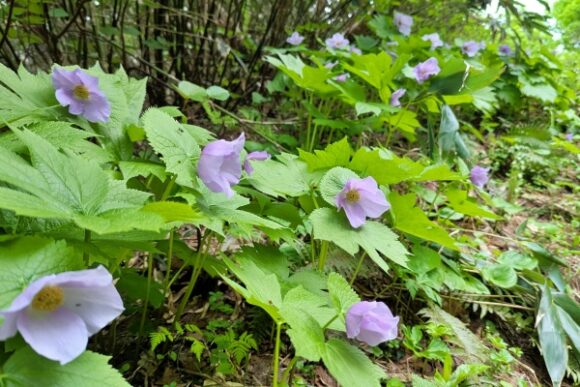 6月はシラネアオイがたくさん咲いてました！