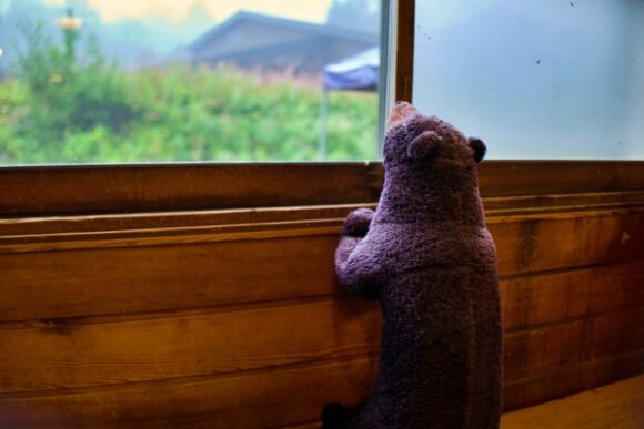 熊も雨がやまないか見てるね