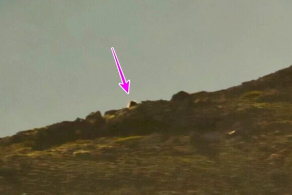 後で確認すると熊のような後姿が