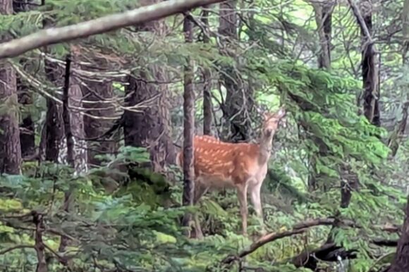 鹿と出会った。熊じゃなくてよかった