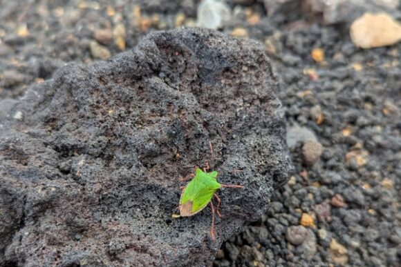 しばしばカメムシがコロコロと上から滑落していた。
