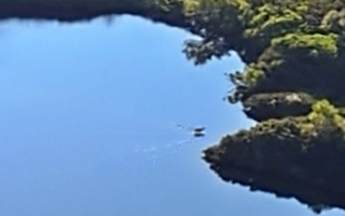 沼を横切る熊。神々しい