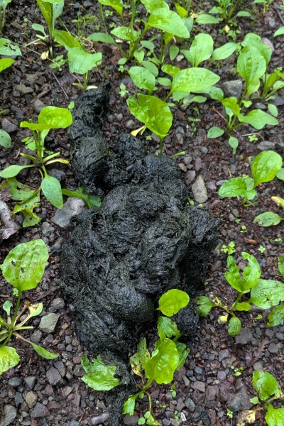 数日たってそうな熊の糞