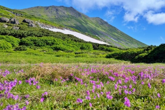 トムラウシと満開の高山植物