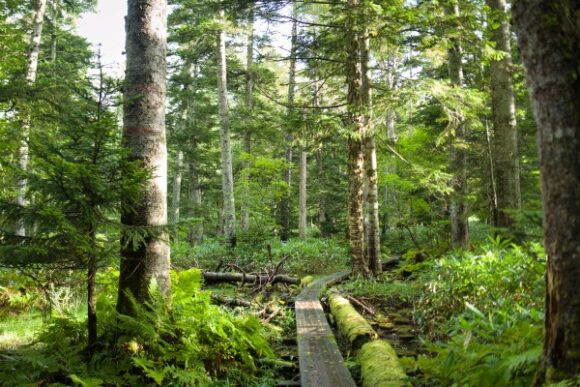 尾瀬はどの道を歩いていても絵になる。