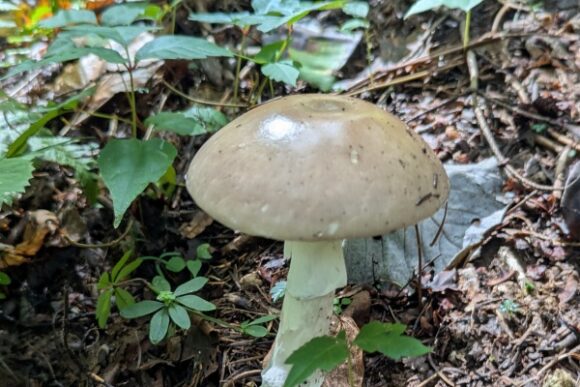 エリンギみたいなキノコ