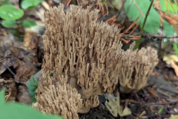 マイタケみたいなキノコ