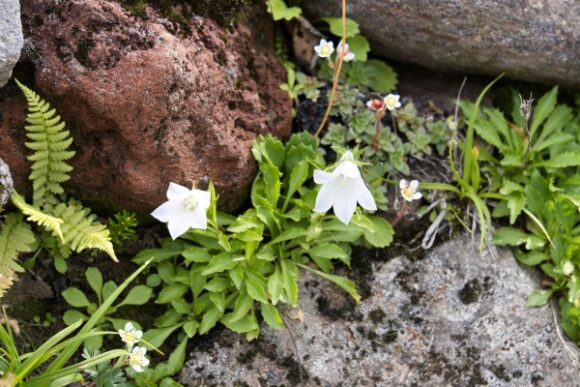 珍しい？イワギキョウ