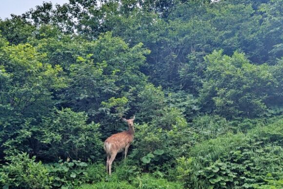 大沢の鹿。