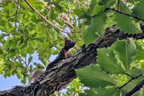 頭上にエゾリスもいた。