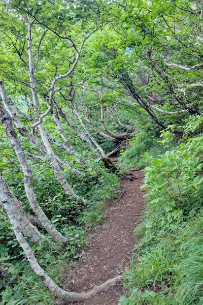 細く足元が悪い登山道