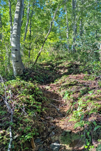 獣道のような急な坂